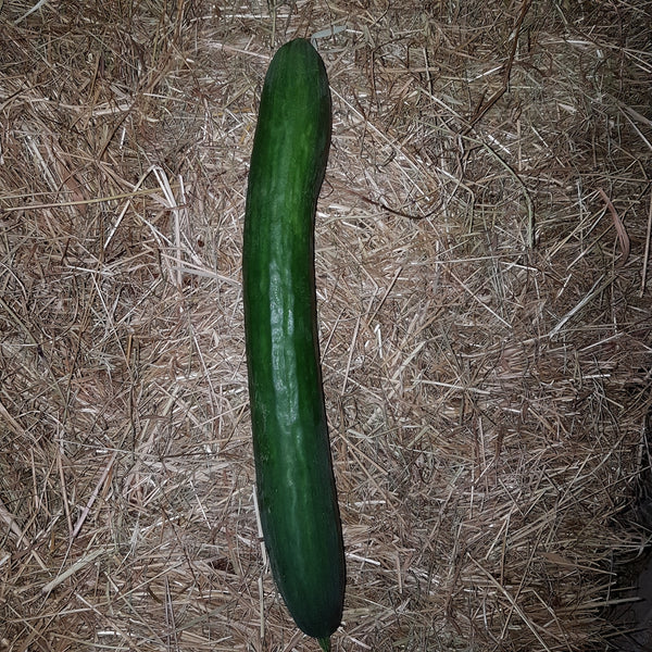 Large Cucumber