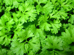 Flat Parsley