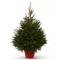 Norway Spruce Pot Grown Christmas Tree
