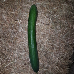 Large Cucumber