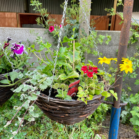 Round Hanging Basket