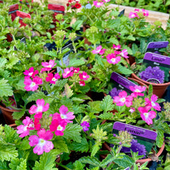 Verbena
