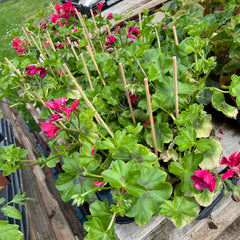 Geranium