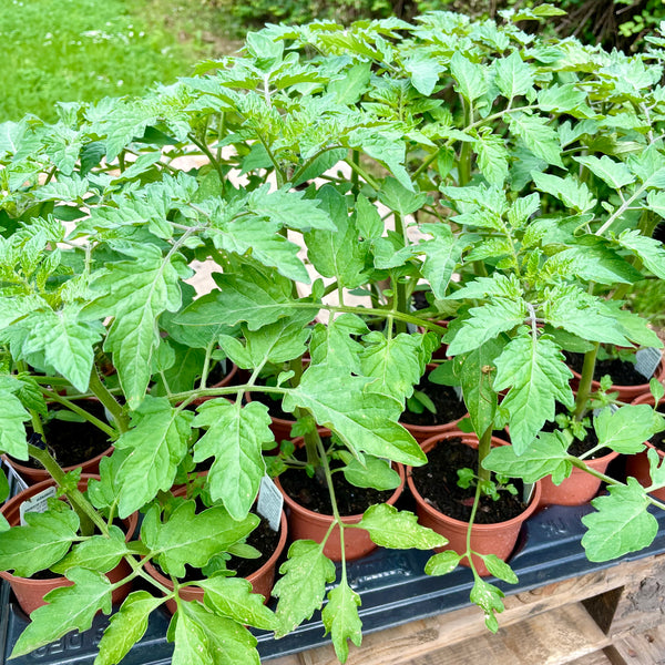 'Money Maker' Tomato Plants