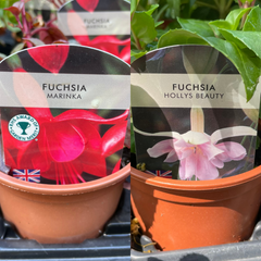 Fuchsia