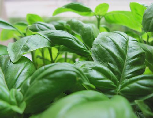 Sweet Basil