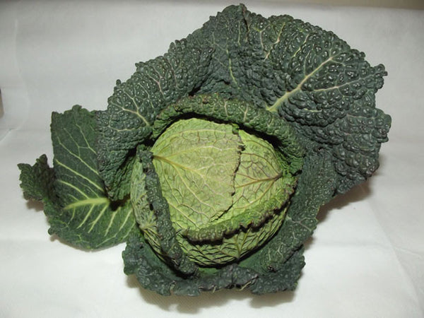 Cabbage