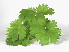 Bunch of Fresh Coriander