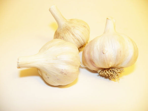 Garlic Bulb