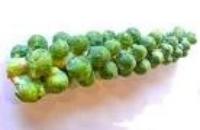 Brussels Sprouts Stalk