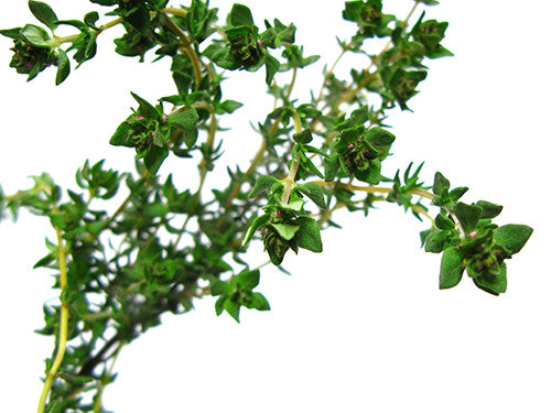 Thyme